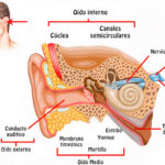 Estructura del oído