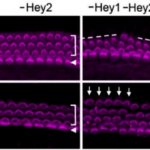 Descubren frenos moleculares en las cócleas del oído interno