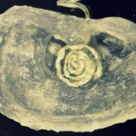 Oreja biónica humana impresa con tecnología 3D