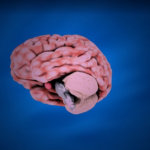 Hacia el cerebro sintético