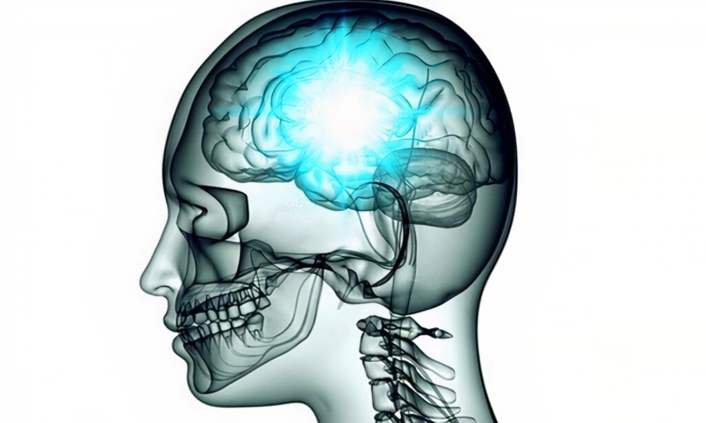El cerebro