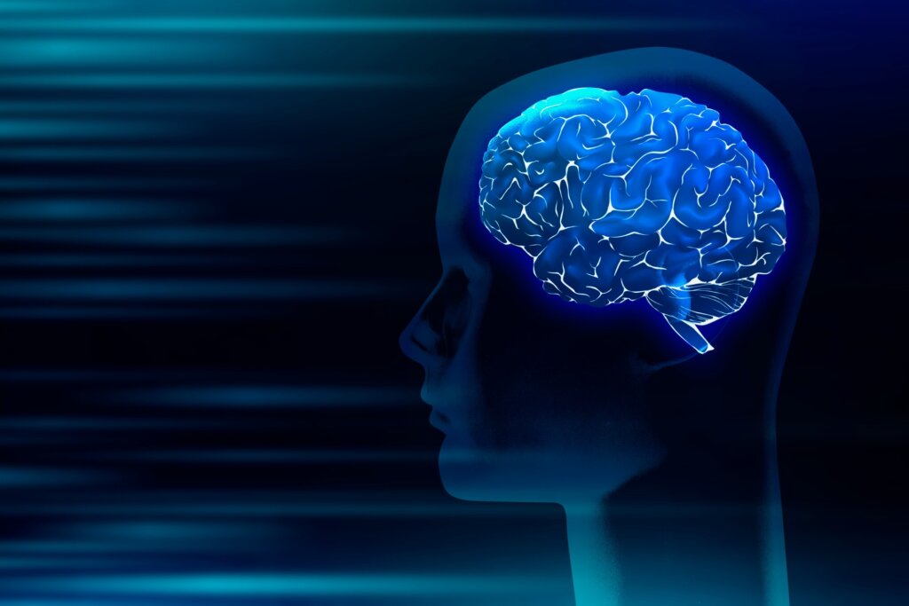 Cerebro humano