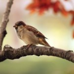Esta es la manera en que la contaminación sonora impacta en la naturaleza