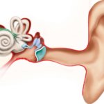 Una proteína que podría restablecer la audición