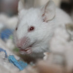 Aumento de producción de la proteína neurotrofina-3 (NT3) ayuda a la recuperar audición en ratones