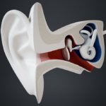 Muestran en 4D cómo se forman las células neuronales y sensoriales del oído
