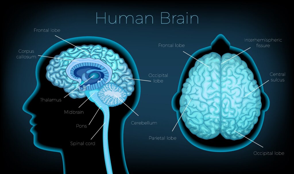 Cerebro humano