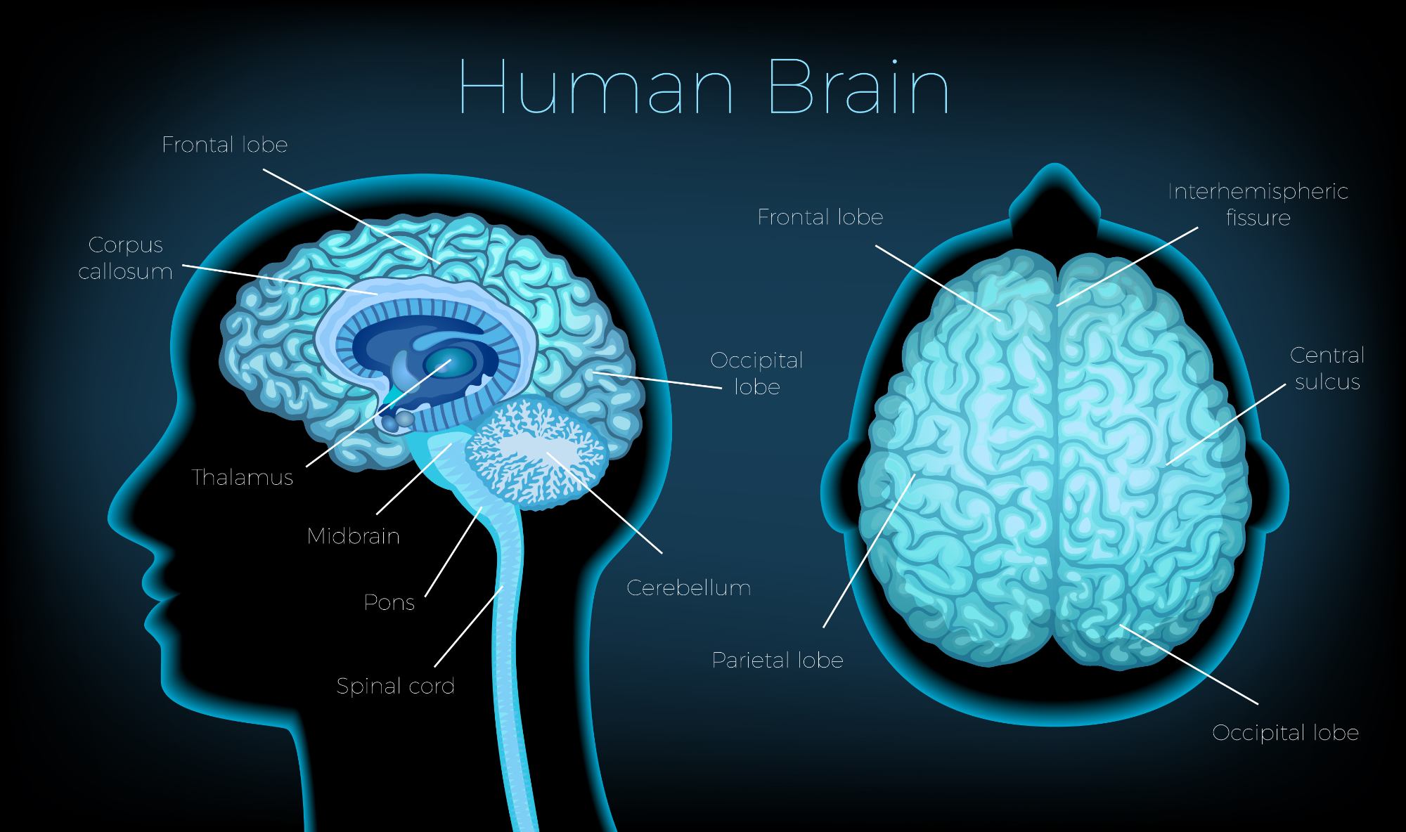 Cerebro humano