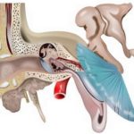 Descubrimiento podría conducir a nuevas terapias para el tinnitus, la hiperacusia y otros trastornos...