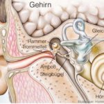 Efecto neuroprotector de la nimodipina en el tratamiento del neuroma acústico