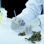 Marihuana-medicinal