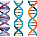 Genes Relacionados Con La Pérdida De Audición