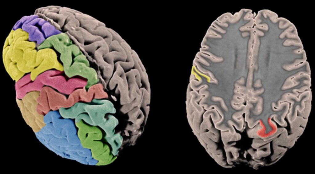 la arquitectura genética de la corteza cerebral humana