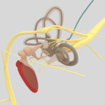 Nueva tecnología revela los secretos internos del oído