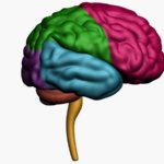 Cerebro