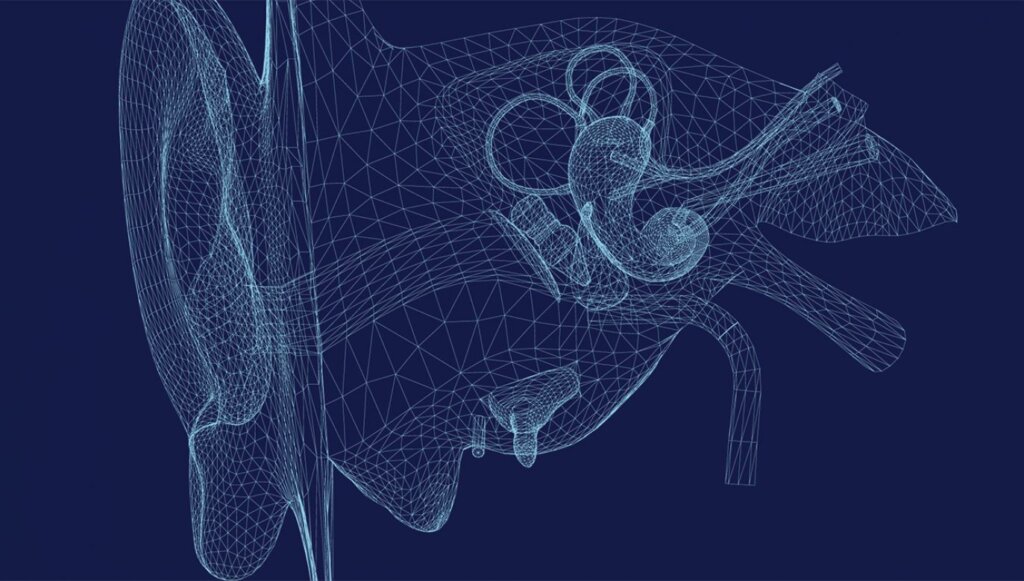 Oído Interno