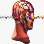 El Misterio Del Tinnitus