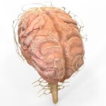 Nuevos estudios indican la presencia de disfunción cerebrovascular-neurológica en pacientes con COVID-19