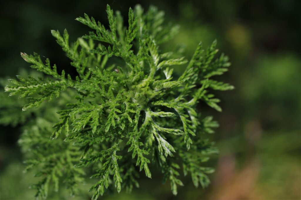 Artemisa