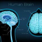 Un nuevo circuito neuronal puede ayudar a controlar qué información sensorial se transmite a la cort...