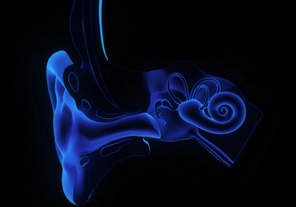 Oído interno