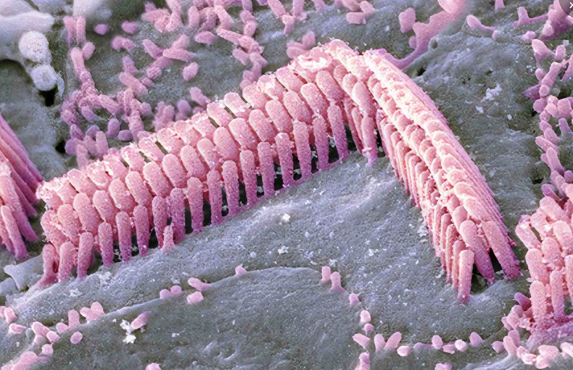 Células ciliadas del oído interno_ foto captura de pantalla