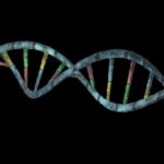 Descubrimiento Revolucionario: Genes Clave Podrían Regenerar la Audición y la Visión