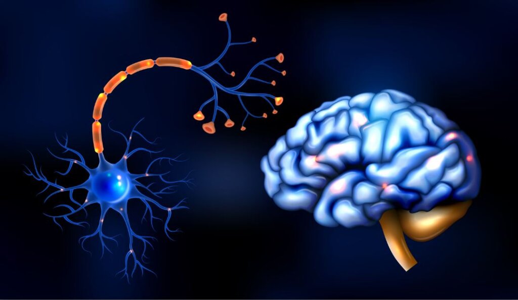 Neuronas con sinapsis