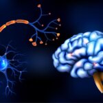 Neuronas con sinapsis