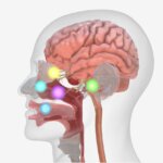 Avances en la Investigación del Tinnitus y Sonidos Fantasma: Un Seminario Web de la Fundación Ioner