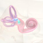 Nuevo hallazgo en jerbos revela una pista clave sobre el origen del tinnitus