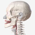 ¿El tinnitus puede venir de la mandíbula? La historia de una mujer que encontró alivio tras 14 años ...
