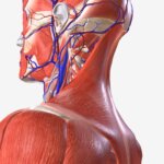 ¿El dolor de cuello podría estar empeorando el tinnitus? Un estudio revela una llamativa relación
